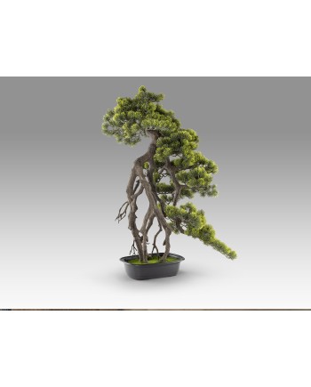 KENGAI - BONSAI 74CM